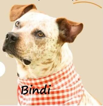 Bindi -  Australian Cattle Dog Blue Heeler Dog for Adoption in Aurora, Nebraska - Bindi | PetCurious