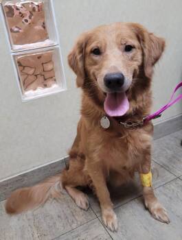 Rescue Golden Retriever Dogs for Adoption in Waterville, Ohio - Nougat | PetCurious