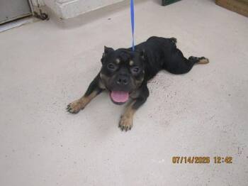(877) -  English Bulldog Dog for Adoption in Marietta, Georgia - (877) | PetCurious