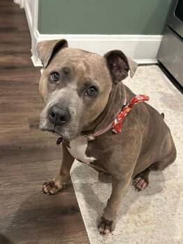 Lizzy -  Mixed Breed Dog for Adoption in Cincinnati, Ohio - Lizzy | PetCurious