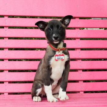 Furtive -  Husky Dog for Adoption in Wake Forest, North Carolina - Furtive | PetCurious