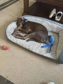 Labrador Retriever Dogs Available for Adoption - Travers | PetCurious