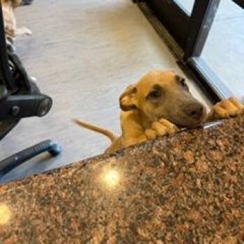 Chippy Dippy Dopy Dup -  Mixed Breed Dog for Adoption in Palm Springs, California - Chippy Dippy Dopy Dup | PetCurious