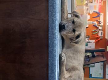 River -  Labrador Retriever and Anatolian Shepherd Dog for Adoption in Milan, Tennessee - River | PetCurious