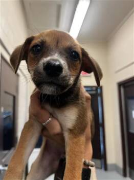 EMMA -  Labrador Retriever Dog for Adoption in Corpus Christi, Texas - EMMA | PetCurious