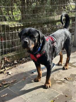 Rescue Rottweiler Dogs for Adoption in Patterson, New York - Tori | PetCurious