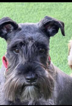Gypsy -  Miniature Schnauzer Dog for Adoption in Pumpkin Center, California - Gypsy | PetCurious