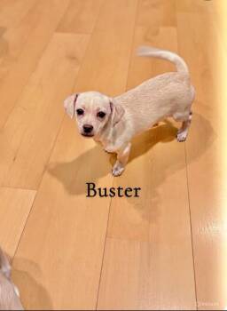Chihuahua Dogs Available for Adoption in Saginaw, Michigan - Buster  | PetCurious