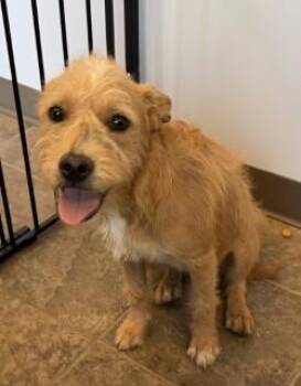 Ginger -  Terrier Dog for Adoption in Murphy, Texas - Ginger | PetCurious