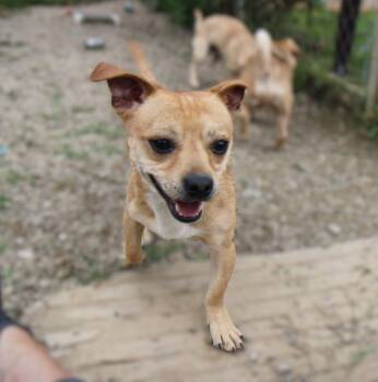 Chihuahua and Basset Hound Dogs Available for Adoption in Plain City, Ohio - Tito | PetCurious