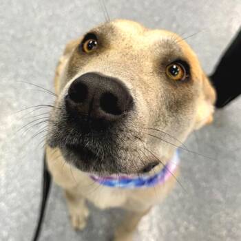 Maple -  Mixed Breed Dog for Adoption in Zimmerman, Minnesota - Maple | PetCurious