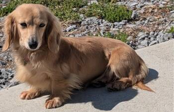 Dachshund Dogs Available for Adoption in Shelbyville, Tennessee - Eve In SC | PetCurious