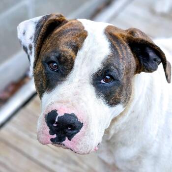 American Bulldog Dogs Available for Adoption in Kansas City, Missouri - Dos | PetCurious