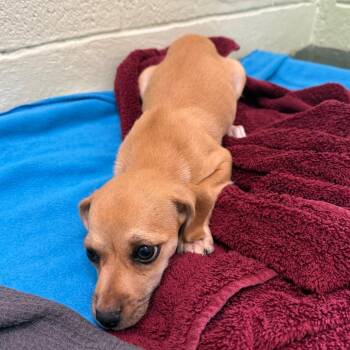 Winifred -  Mixed Breed Dog for Adoption in West Palm Beach, Florida - Winifred | PetCurious