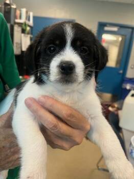 Charlie (ID 51403) -  Cockapoo and Shih Tzu Dog for Adoption in Manassas, Virginia - Charlie (ID 51403) | PetCurious