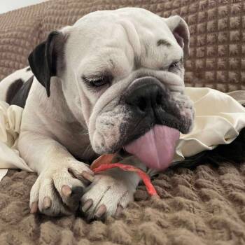 Rescue English Bulldog Dogs for Adoption in Savannah, Georgia - Rosie Bear | PetCurious