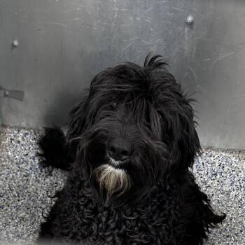 Poodle Dogs Available for Adoption in Greenville, South Carolina - Carina | PetCurious