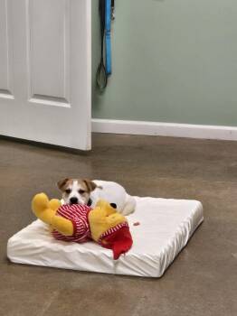 Rescue Jack Russell Terrier Dogs for Adoption in Boonville, Missouri - Boone | PetCurious