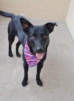 Rocket -  Labrador Retriever Dog for Adoption in Mckinney, Texas - Rocket | PetCurious