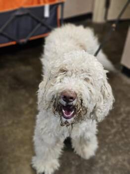 Rescue Golden Retriever and Standard Poodle Dogs for Adoption in Rockwall, Texas - Found Stray: Harry | PetCurious