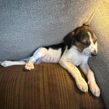 Chelsea Hotel #2 -  Hound and Mixed Breed Dog for Adoption in Fredericksburg, Virginia - Chelsea Hotel #2 | PetCurious