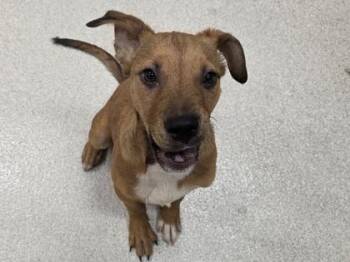 Lil Guy -  Mixed Breed Dog for Adoption in Honolulu, Hawaii - Lil Guy | PetCurious