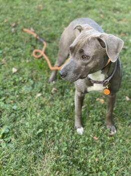 Rescue Mixed Breed Dogs for Adoption in Charlotte, North Carolina - Dawn | PetCurious