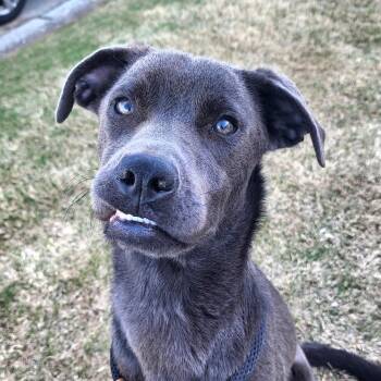 Labrador Retriever and Pit Bull Terrier Dogs Available for Adoption - Violetta | PetCurious