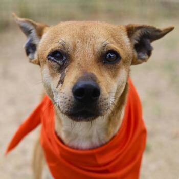 Chihuahua Dogs Available for Adoption - CANTIFLAS | PetCurious
