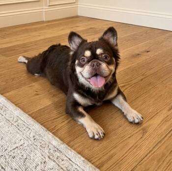 Kahula 1702 -  French Bulldog Dog for Adoption in Boca Raton, Florida - Kahula 1702 | PetCurious