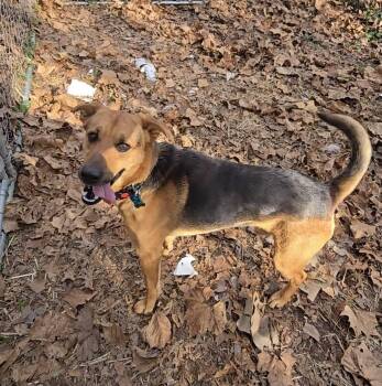Rescue German Shepherd Dog and Coonhound Dogs for Adoption in Trenton, Georgia - Rowan | PetCurious