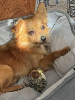 Chihuahua Dogs Available for Adoption in Herndon, Virginia - Tiny Tim | PetCurious