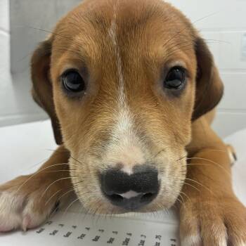 Terrier Dogs Available for Adoption in Corpus Christi, Texas - Sugar | PetCurious