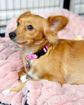 Rescue Chihuahua and Dachshund Dogs for Adoption in Corona, California - Penelope | PetCurious