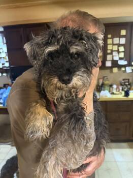 Rescue Miniature Schnauzer Dogs for Adoption in Homer Glen, Illinois - Rocco | PetCurious