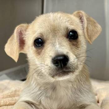 Chihuahua and English Springer Spaniel Dogs Available for Adoption in Sacramento, California - Oatmeal Raisin | PetCurious