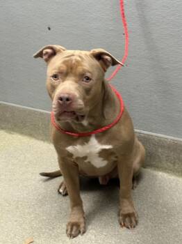 Rescue Pit Bull Terrier Dogs for Adoption in Las Vegas, Nevada - BOOG | PetCurious