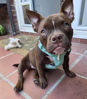 NOVA -  Pit Bull Terrier and Mixed Breed Dog for Adoption in Sacramento, California - NOVA | PetCurious