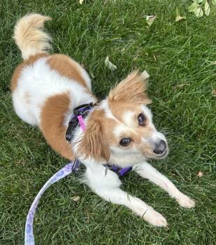 Rescue Terrier Dogs for Adoption in Mundelein, Illinois - Pizelle | PetCurious