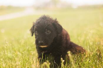 Goldendoodle and Mixed Breed Dogs Available for Adoption in Gradyville, Kentucky - Fiona - Transport | PetCurious