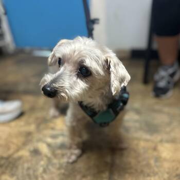Rescue Terrier Dogs for Adoption in Columbia, South Carolina - Oliver | PetCurious