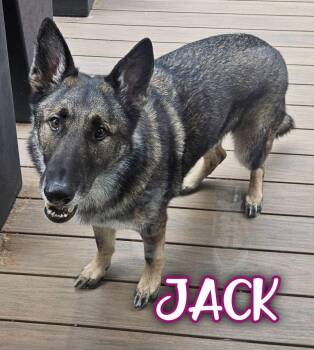 Jack -  German Shepherd Dog Dog for Adoption in Powell Butte, Oregon - Jack | PetCurious