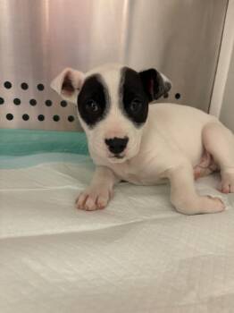 Mixed Breed Dogs Available for Adoption - Puppy 3 | PetCurious