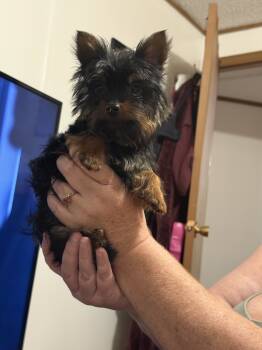 Yellow boy -  Yorkshire Terrier Dog for Sale in Versailles, Kentucky - Yellow Boy | PetCurious