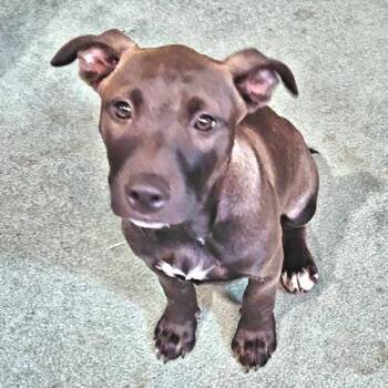 Labrador Retriever and Feist Dogs Available for Adoption in Rutherfordton, North Carolina - Luke | PetCurious