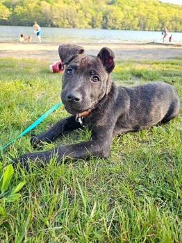 Shepherd and Pit Bull Terrier Dogs Available for Adoption in Honesdale, Pennsylvania - Porter- In Foster Care | PetCurious