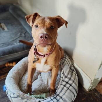 Dana -  Vizsla Dog for Adoption in Huntingdon, Pennsylvania - Dana | PetCurious