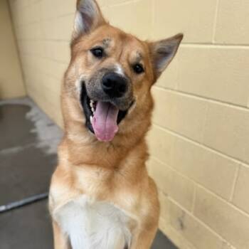 Rescue Mixed Breed Dogs for Adoption in Spokane, Washington - Big Cheese | PetCurious