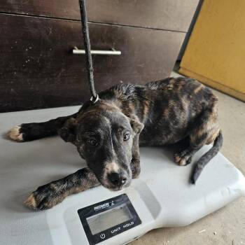 Mixed Breed Dogs Available for Adoption - TNGC-Stray-1063 | PetCurious