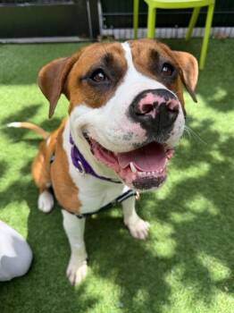 CHECKERS -  Pit Bull Terrier and Mixed Breed Dog for Adoption in San Francisco, California - CHECKERS | PetCurious
